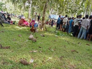 Polres Halsel Akan Umumkan Sejumlah Tersangka Pelaku Judi Sambung Ayam Di Obi.