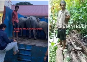 Pengusaha Kayu Di Halsel Polisikan Warga Petani Gegara 3 Ekor Kerbau Ditahan Kasus Penggelapan Kayu