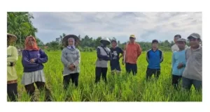 Gerakan Best-Tampan Dorong Petani Sambas Tingkatkan Pengendalian OPT pada Tanaman Padi