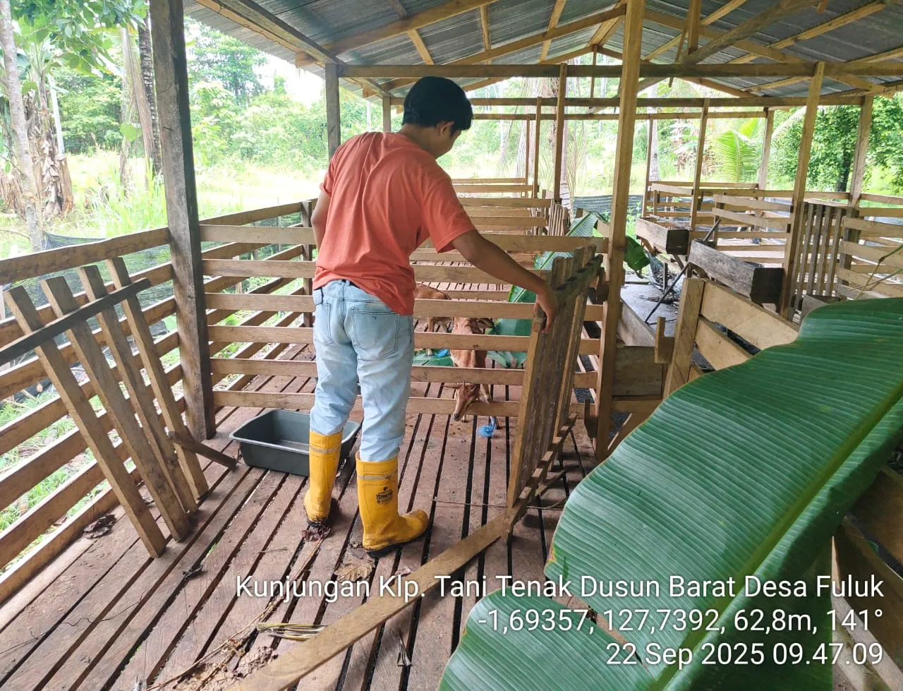 PT KTS Bangun Ekosistem Peternakan Terintegrasi di Desa Benaan Kec. Obi Selatan.