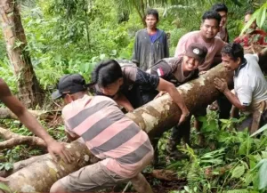 Polsek Siap Gela Bersama Warga Bangun Jembatan Darurat di Desa Nunca