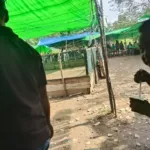 Lapor Pak Kapolda Kalbar  Arena Judi Sabung Ayam di daerah Sungai raya Kec Sepauk Kab Sintang yang di  Kelola oleh  inisial, DR